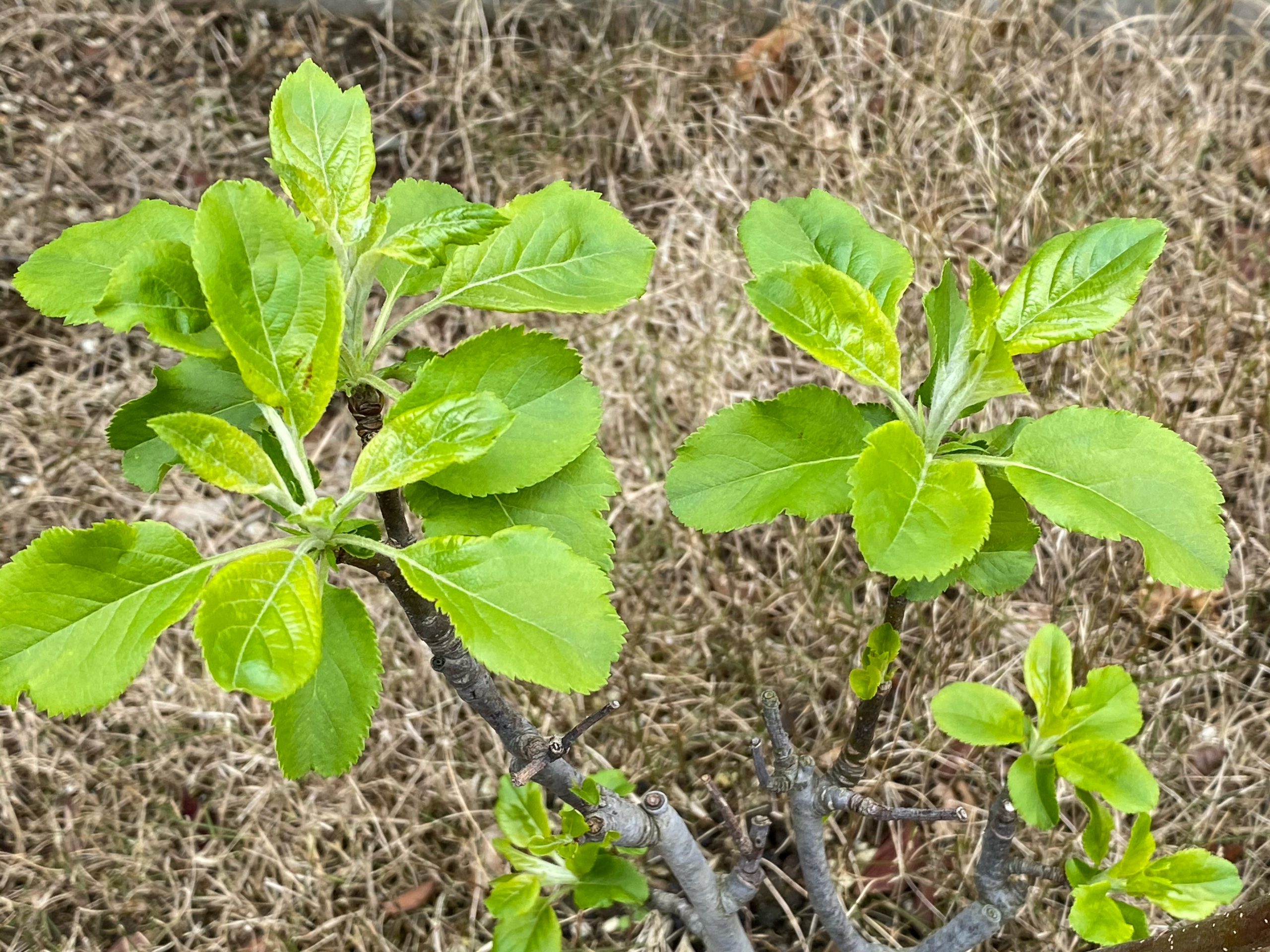 アルプス乙女と巨峰の種を植えてみた おっさんずログ