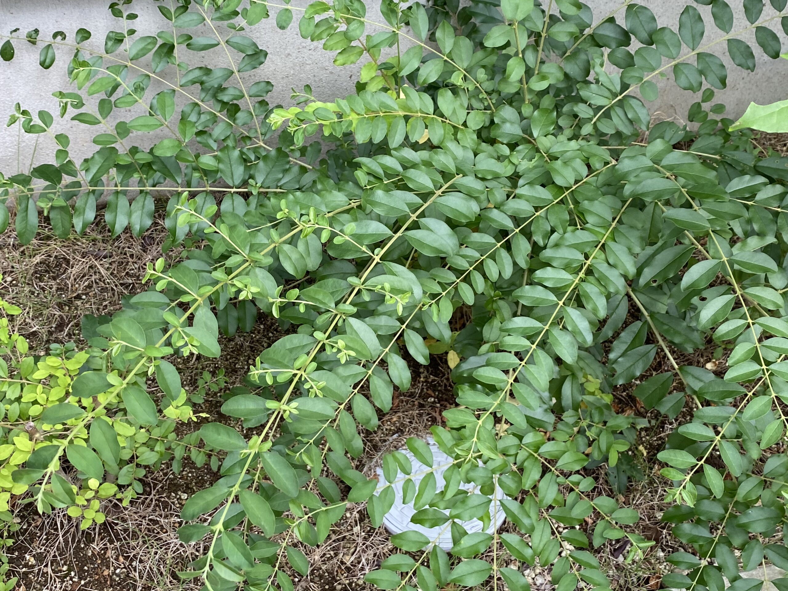 無印良品の家 庭の植栽で後悔したもの3選 必須お手入れアイテム おっさんずログ